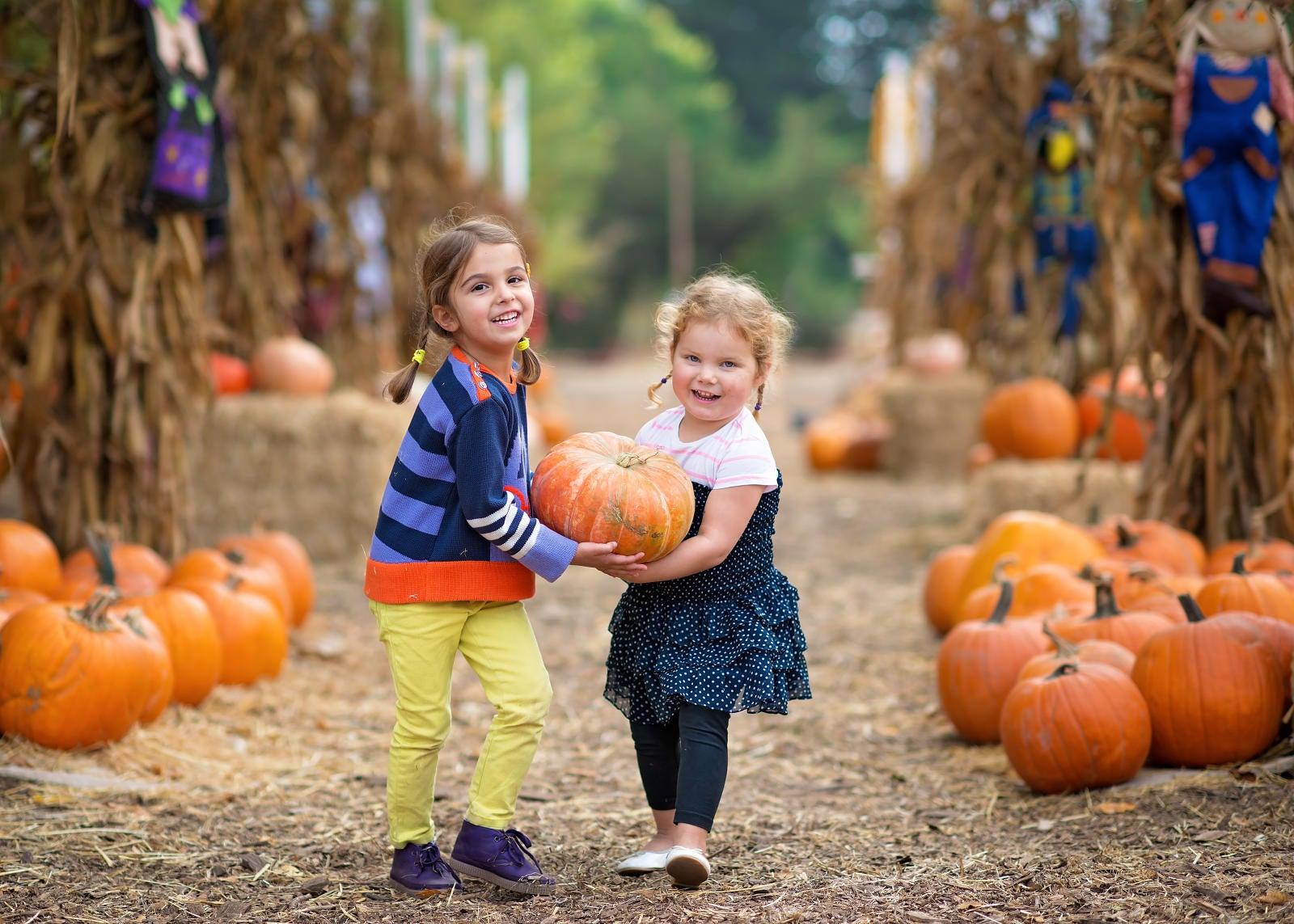 Pumpkin picking