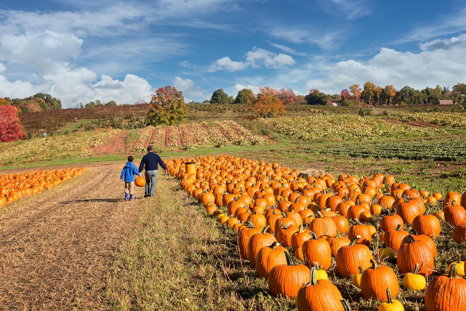 Pumpkin field